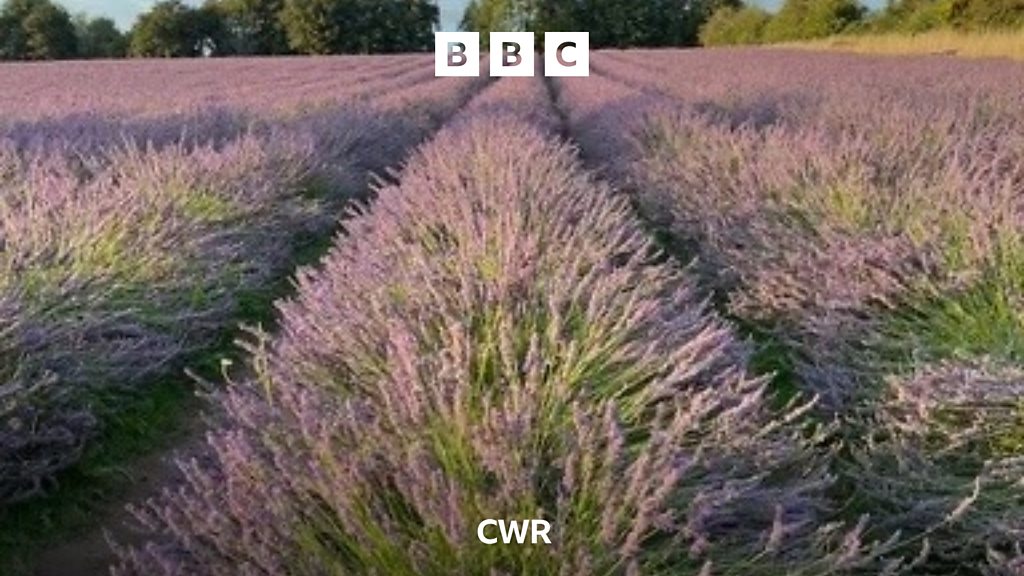 Bubbenhall lavender on the box - BBC Sounds