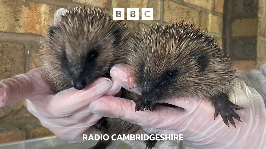 Hedgehog health check BBC Sounds