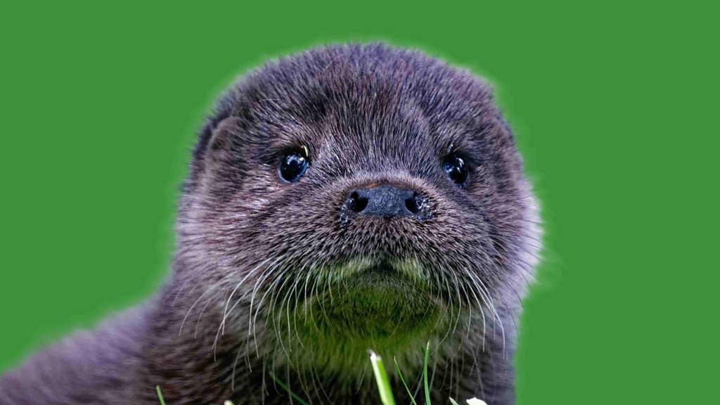 John Acres - Otter expert discusses the rise of otter cubs across Devon ...