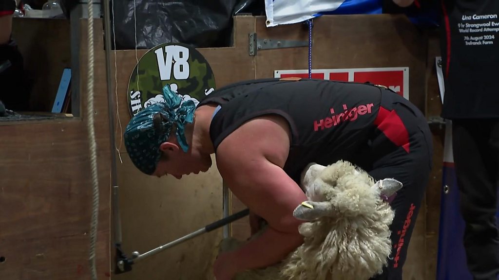 New world recordfor shearing sheep - BBC Newsround