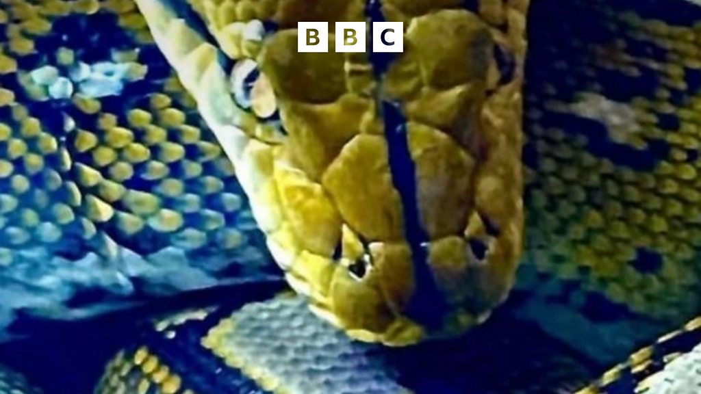 The 11 foot python in the garage - BBC Sounds