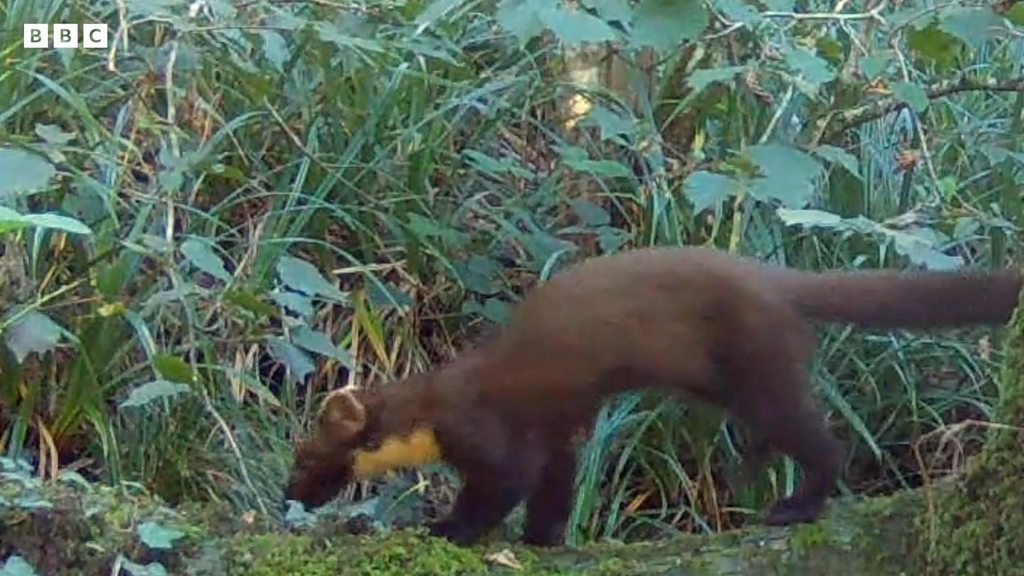 Rare pine marten spotted at Wiltshire safari park BBC News