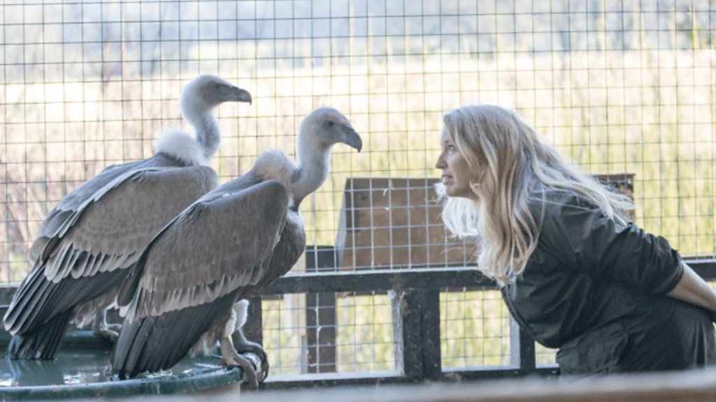 The Documentary - The flight of the vulture - BBC Sounds
