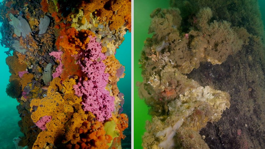 Australia's toxic algae bloom is 'natural disaster'