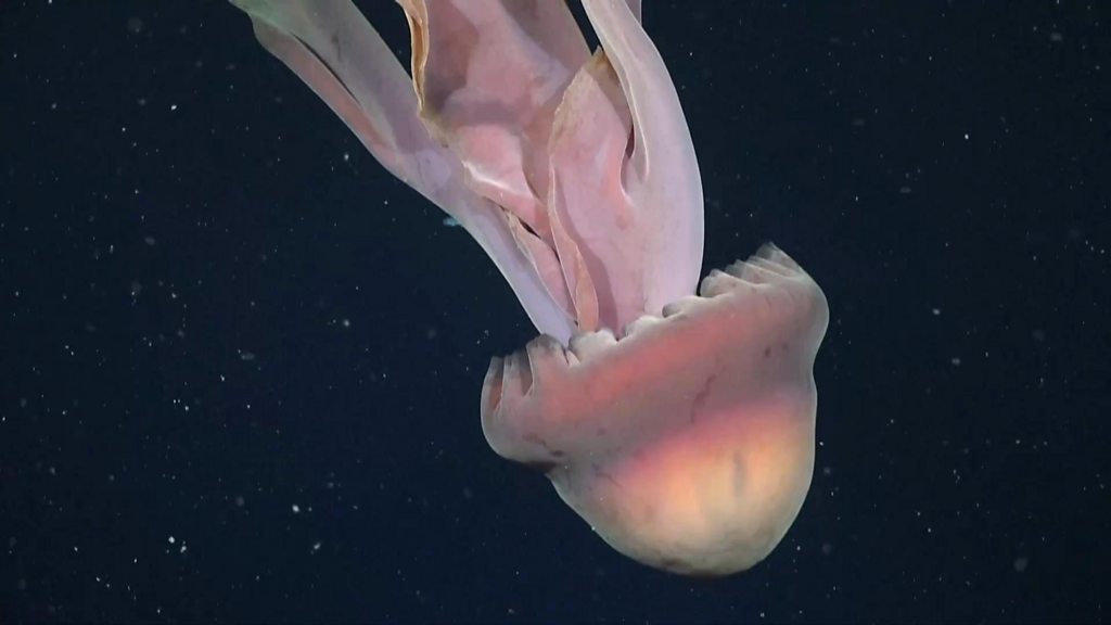 めずらしい巨大クラゲ、アルゼンチン沖で撮影 米研究チーム - BBCニュース