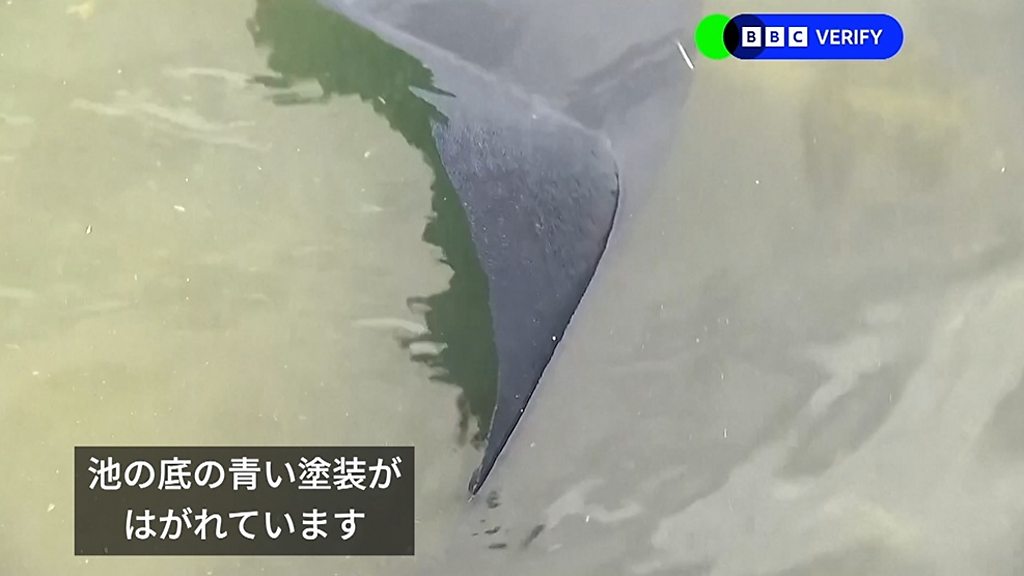 青い塗装がはがれ、水は緑色に……米リンカーン記念堂の反射池の改修で
