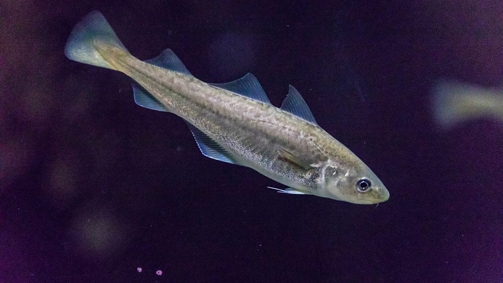 A herring swimming (Credit: Getty Images)