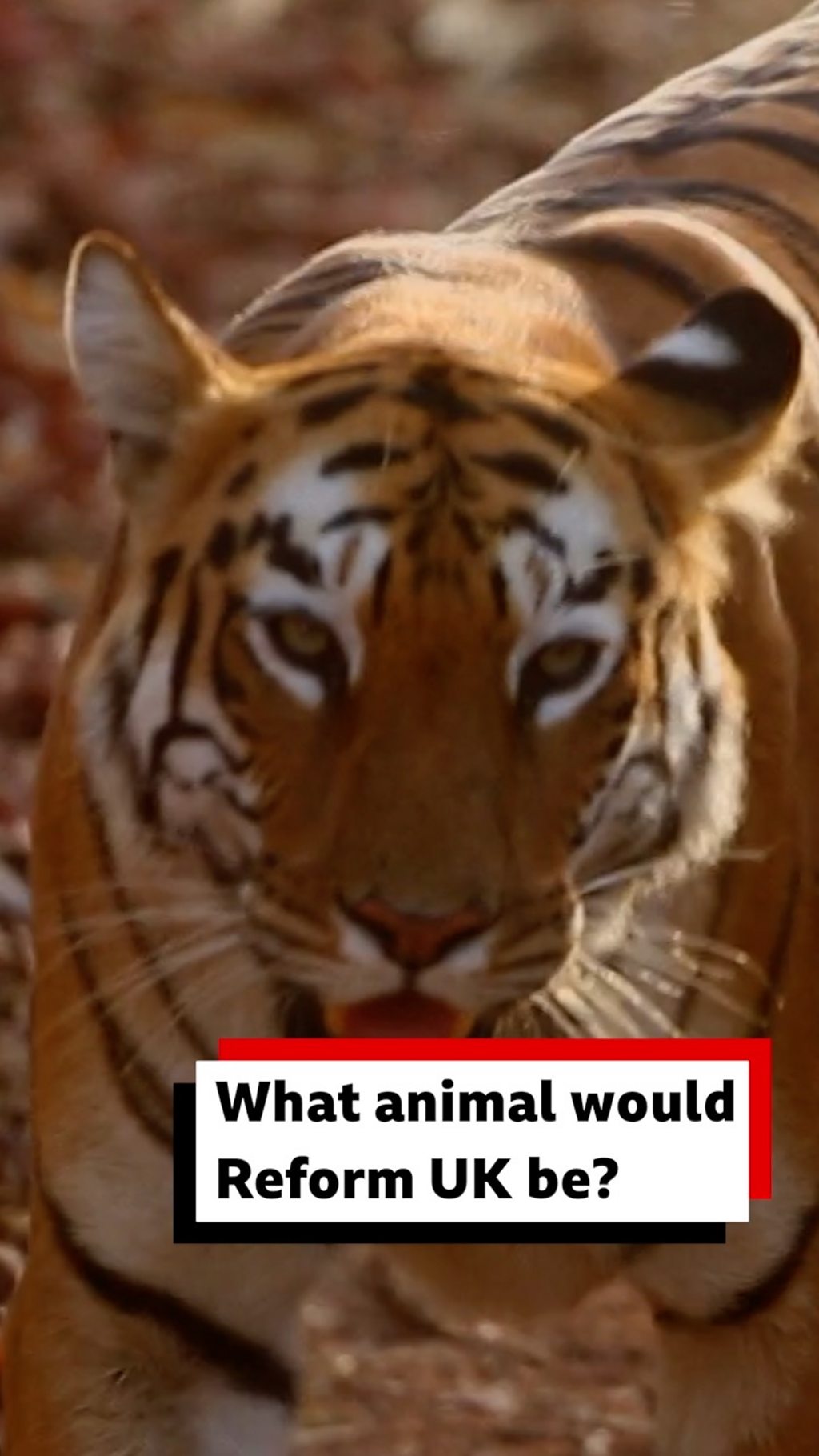 What animal would Reform UK be?
