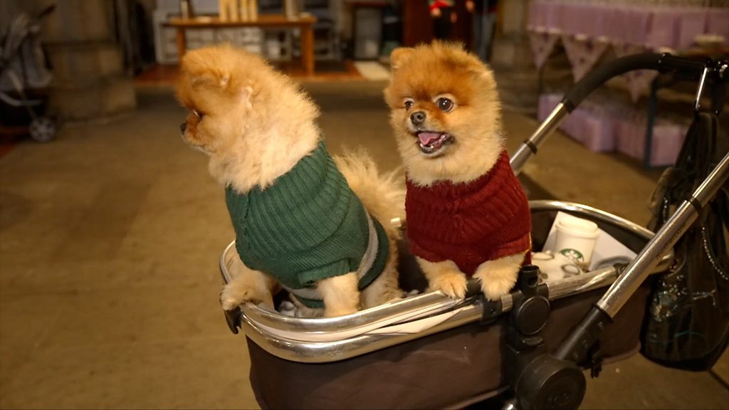 Church hosts sold-out carol service for pets