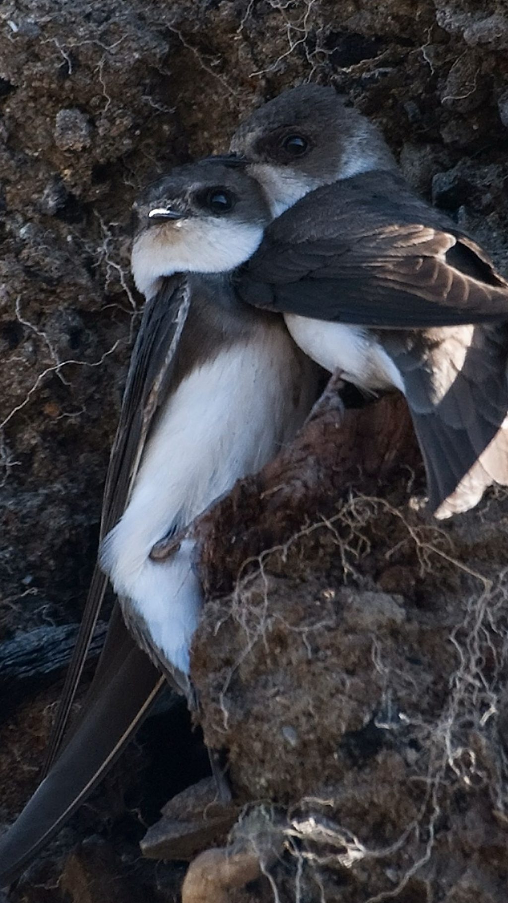 It's nearly moving day for these sand martins