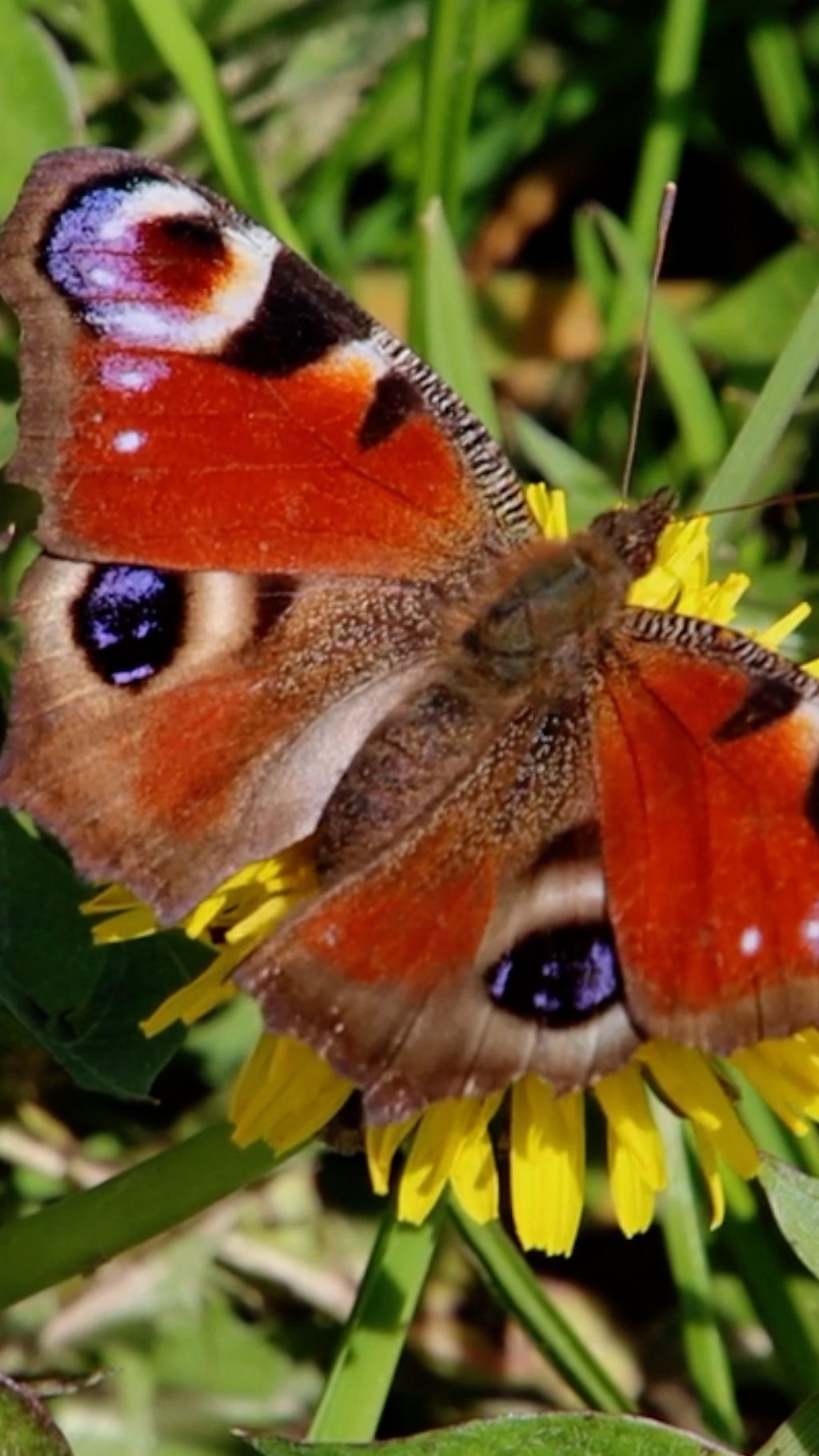 Simple tips to help the UK's butterflies