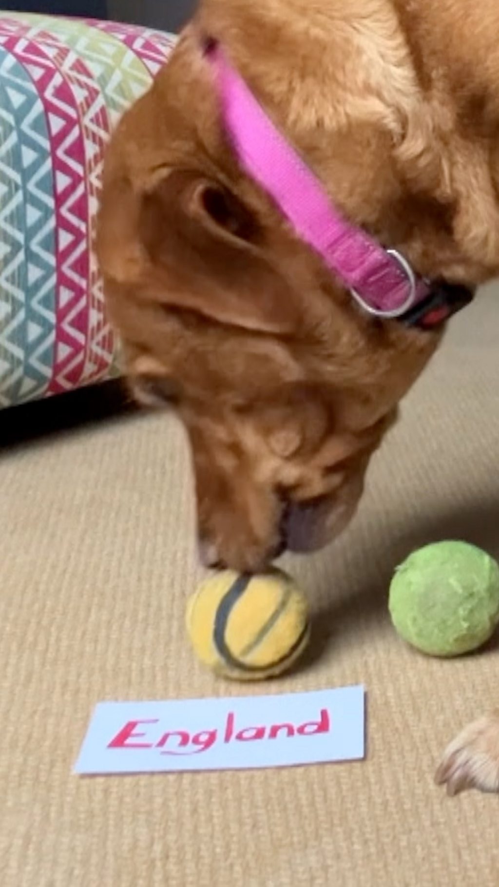 bbc.co.uk - Pets predict England's opening World Cup game