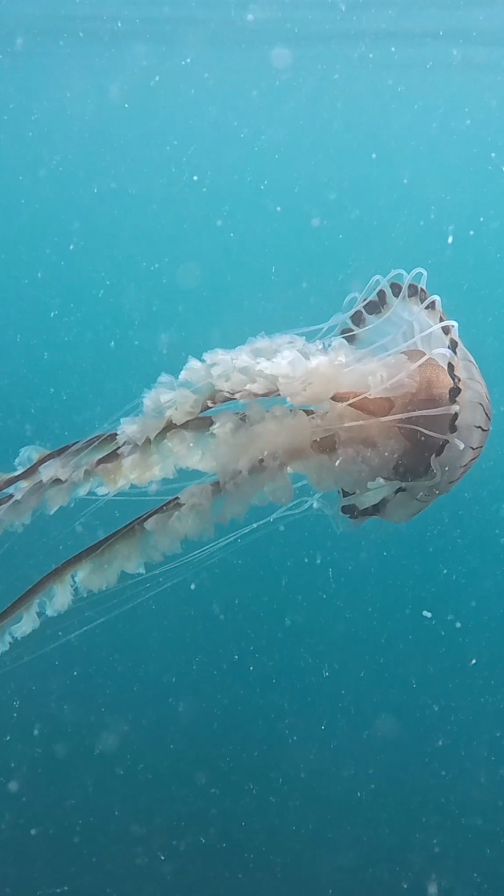 Marine heatwave impacting wildlife in sea around Channel Islands