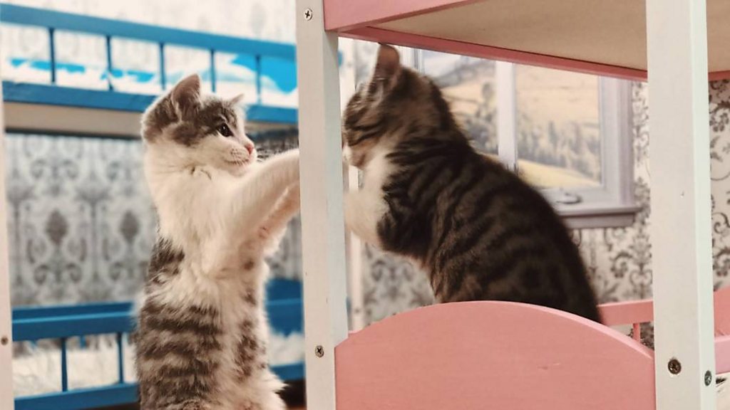 Keeping Up With The Kattarshians: Your new reality show addiction - BBC