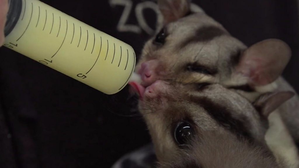 Baby formula for animals BBC News