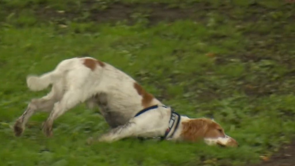The dog who falls over when he's excited BBC News