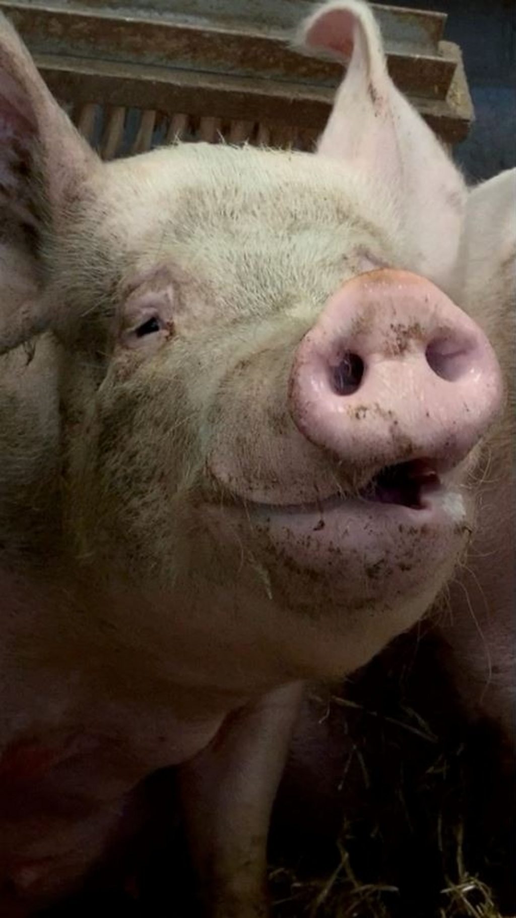 Happy pigs? - BBC News