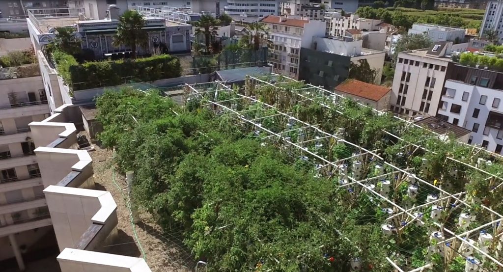 'Urban rooftop farm' BBC News