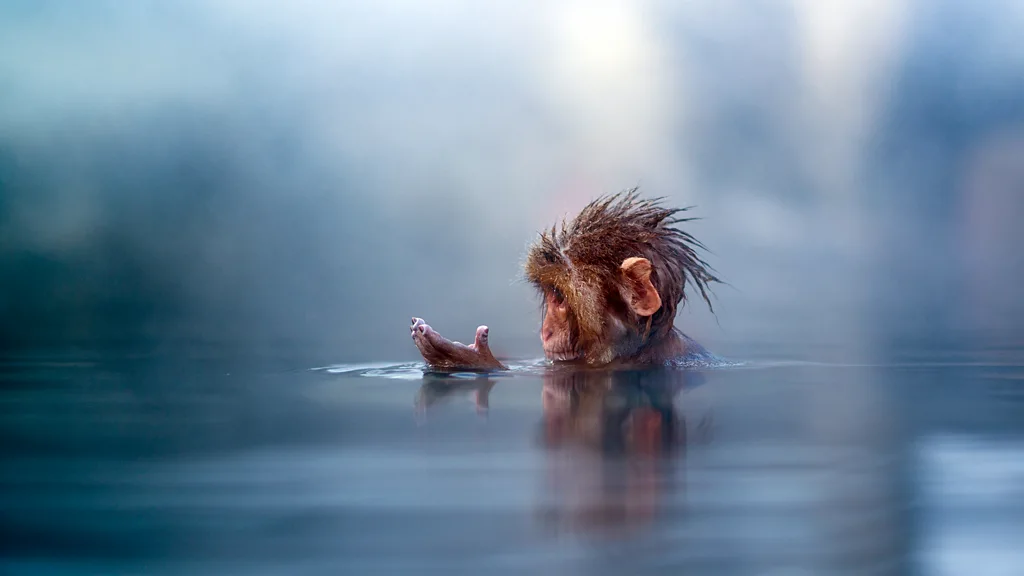 A Japanese macaque looks at their fingers while sitting in water