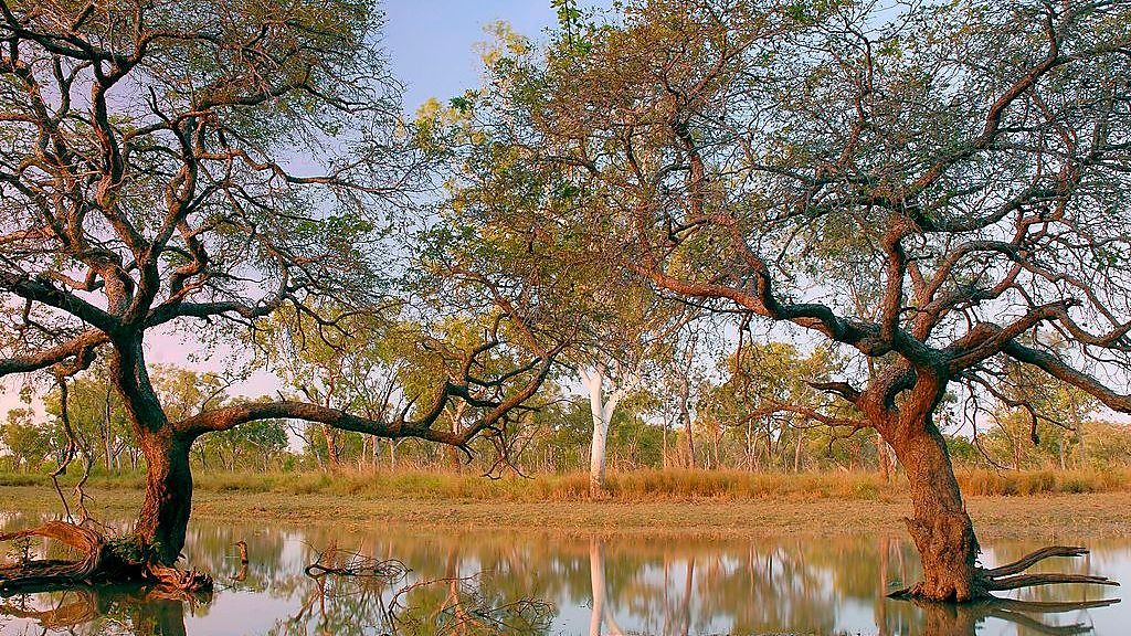 Gutta Percha: The tree that shrunk the world