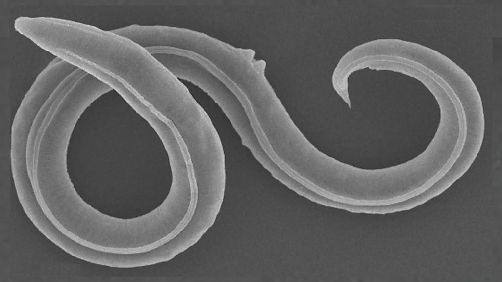 Ancient worms found in Siberia permafrost come back to life