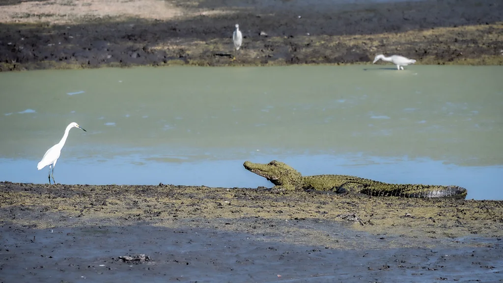 Somewhat counter-intuitively, long-legged wading birds can seek protection from predators by nesting above American alligators (Credit: Getty Images)
