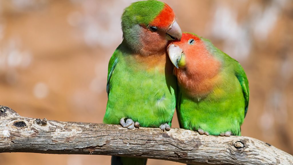 Flirt, date, divorce: The robust romantic lives of birds