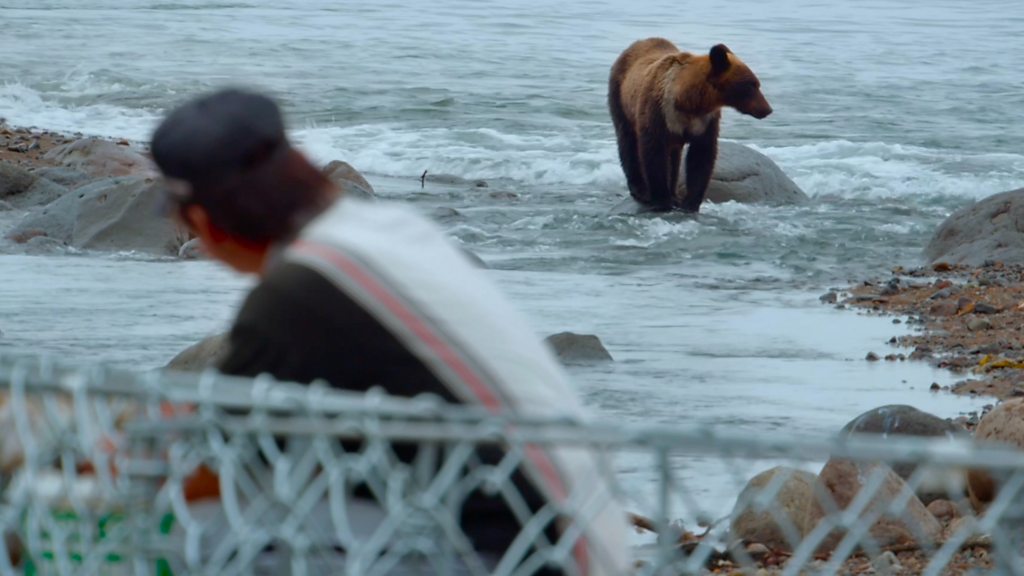 The Japanese island where humans live alongside brown bears