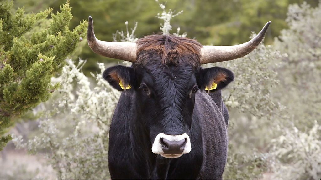 The Tauros: A prehistoric bovine brought back to life