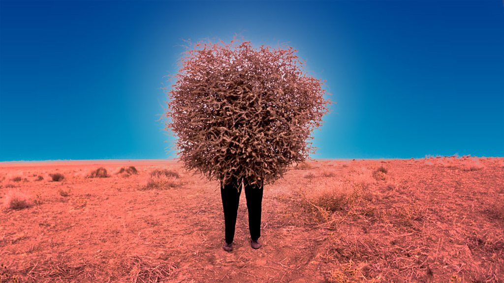 How tumbleweed became an invasive species in the US