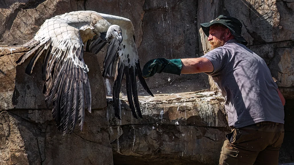 A specialist bird-handler attempts to capture a vulture