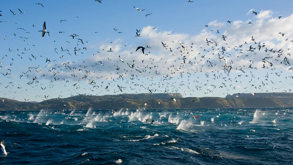 Cape Gannets plunge-diving on sardines