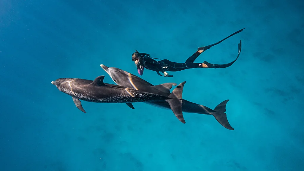 A diver underwater with a pair of dolphins