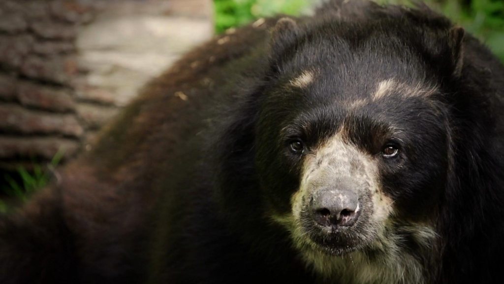 Climate chaos makes Paddington Bear 'hangry'