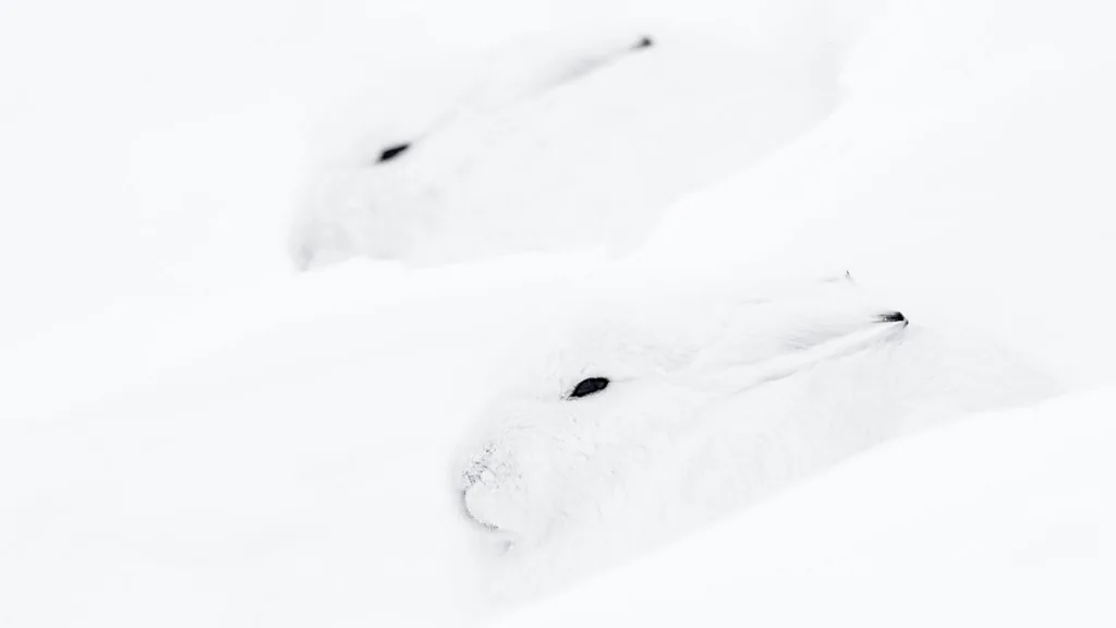 (Credit: Kevin Hall)