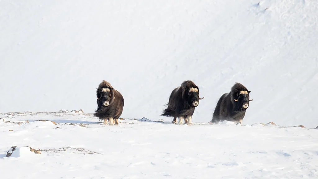 (Credit: Kevin Hall)