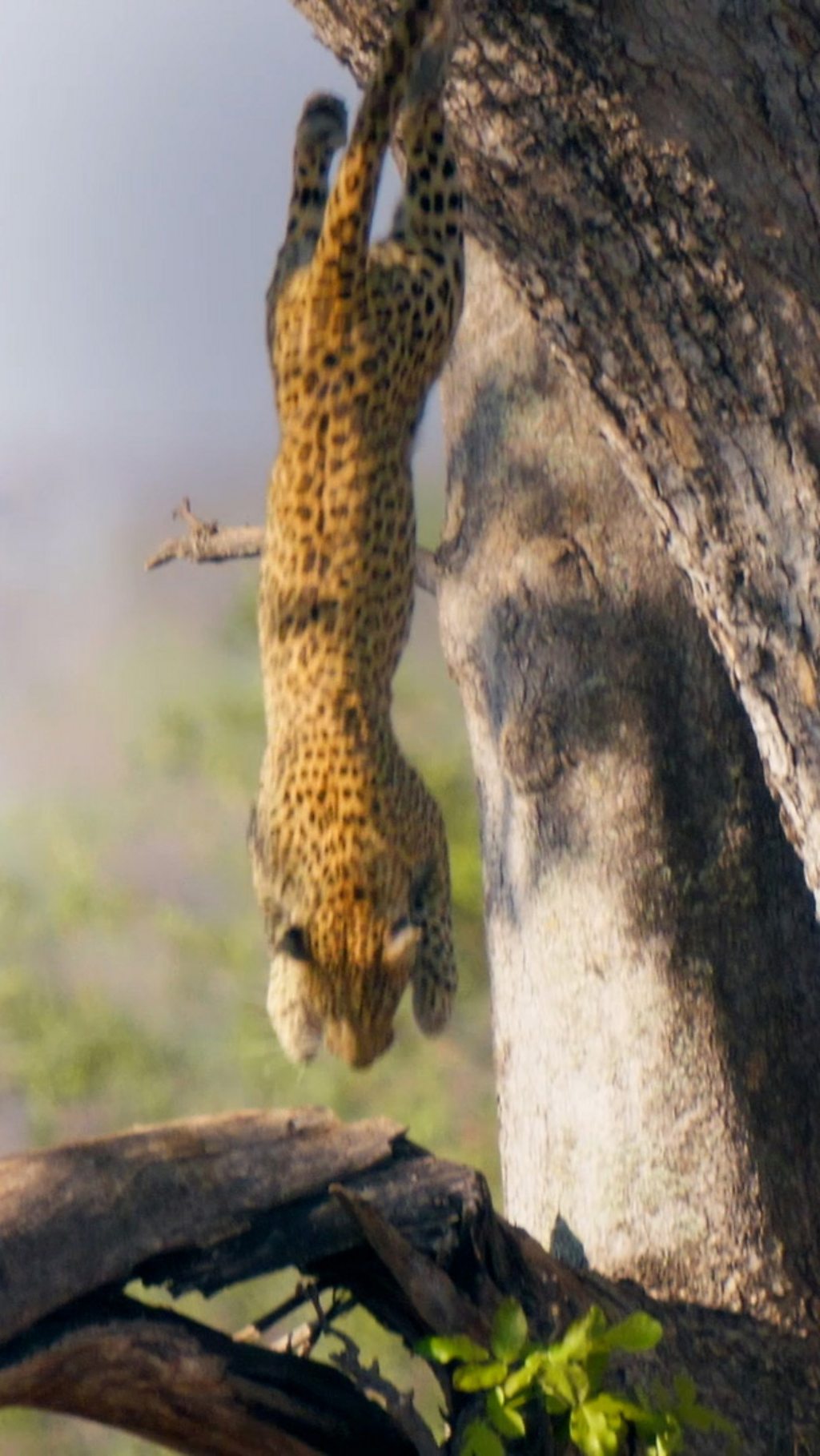 Xudum the female leopard leaps from a high tree branch to land on her impala prey.