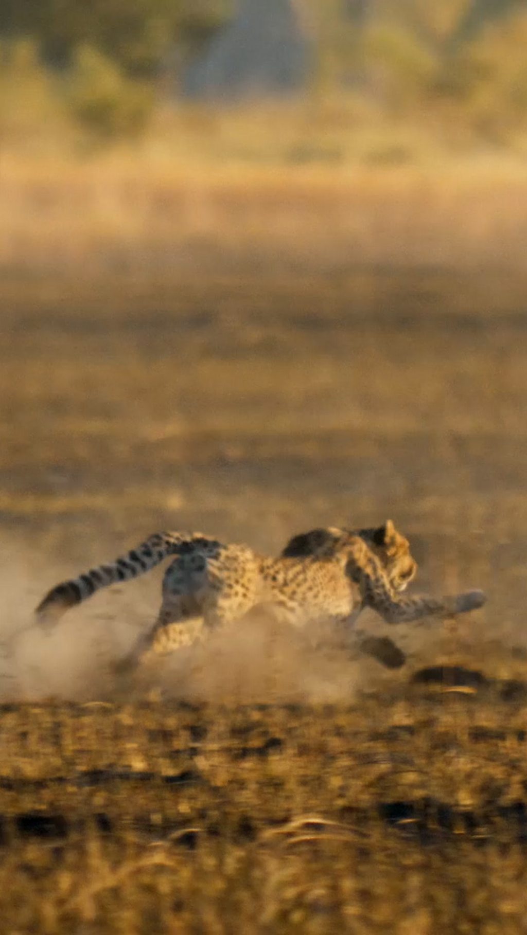 Pobe the female cheetah engages in a high speed chase of an impala in an open floodplain.