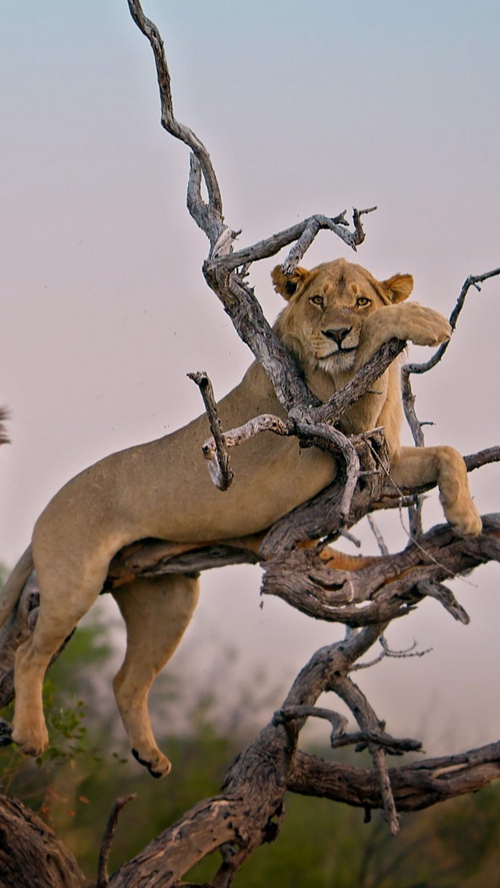 Sub-adult male lions Colin and Nkgonne try to relax, balanced on the branches of a tree.