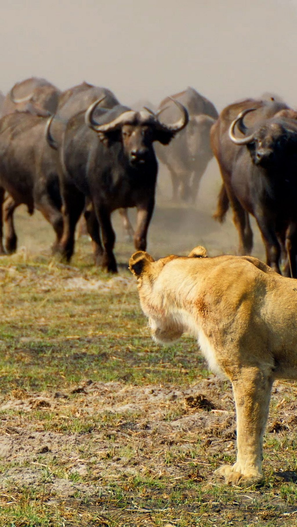 The lion cubs are forced to swim for their lives after being chased by a herd of buffalo.