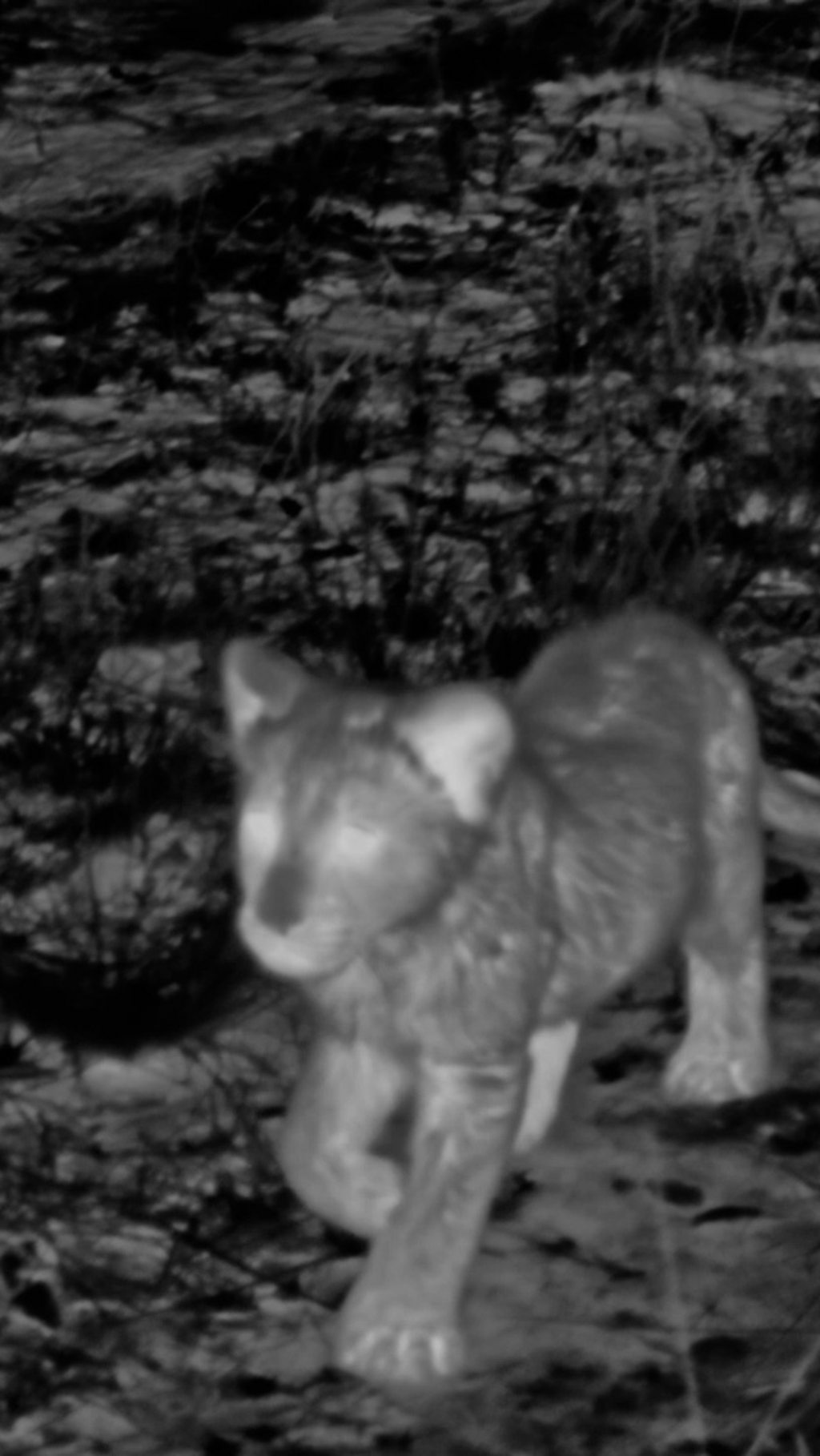 Lioness Matho's cub must fend for itself overnight after becoming seperated from her.