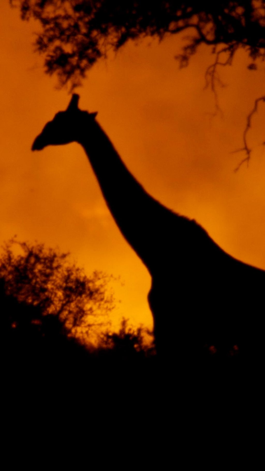 A seasonal wildfire threatens the Big Cats 24/7 team's filming camp.