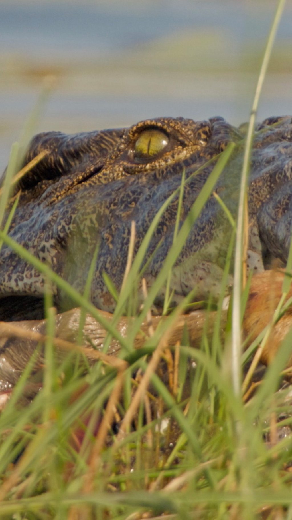 The lionesses engage in a dramatic tug-of-war with a crocodile in order to steal its meal.