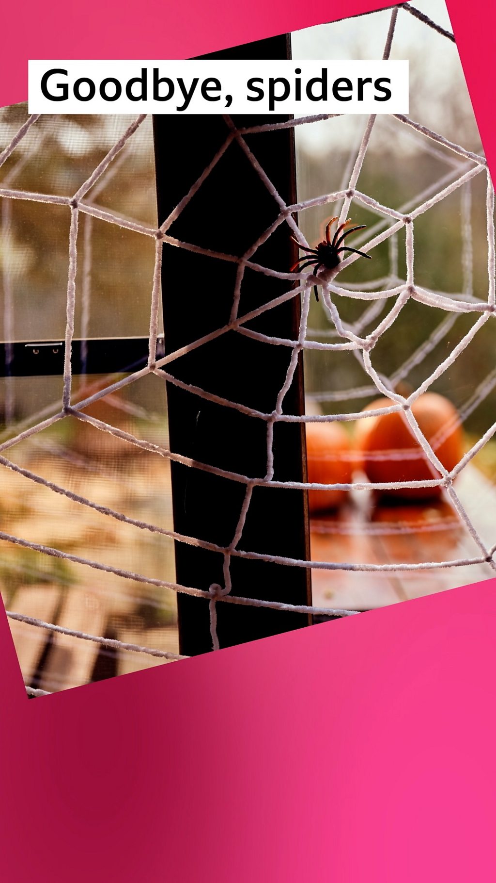 A spider in the middle of a web on a window