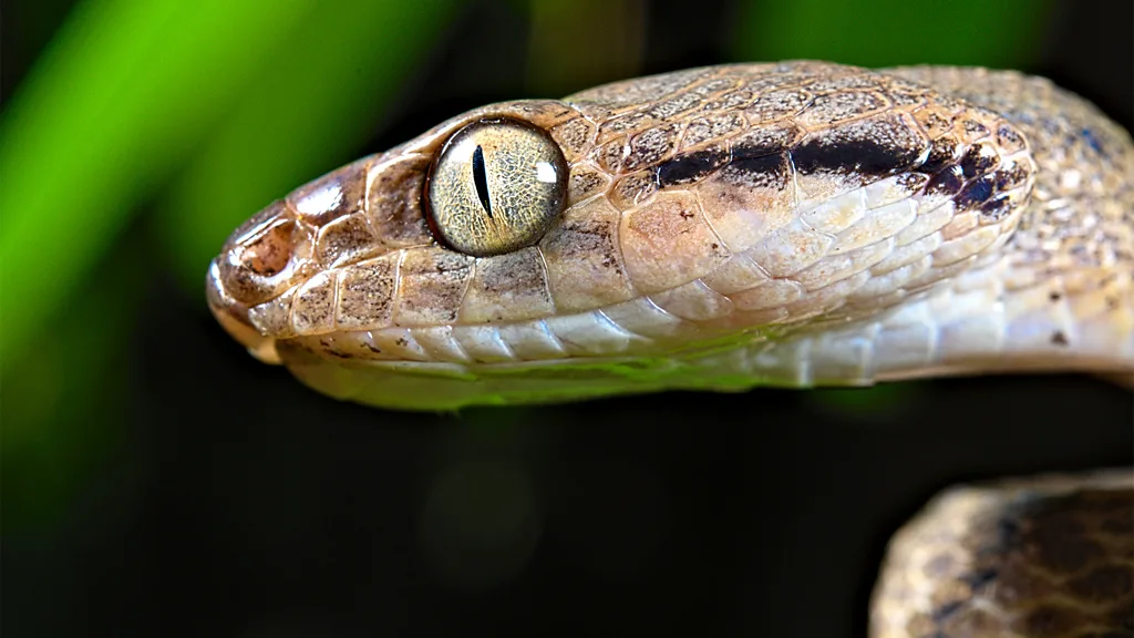 A close up of a brown tree snake