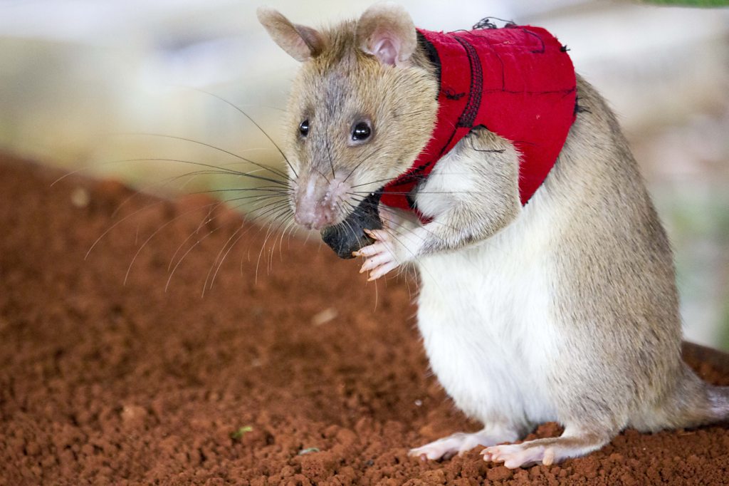 How giant rats in mini vests help sniff out crime