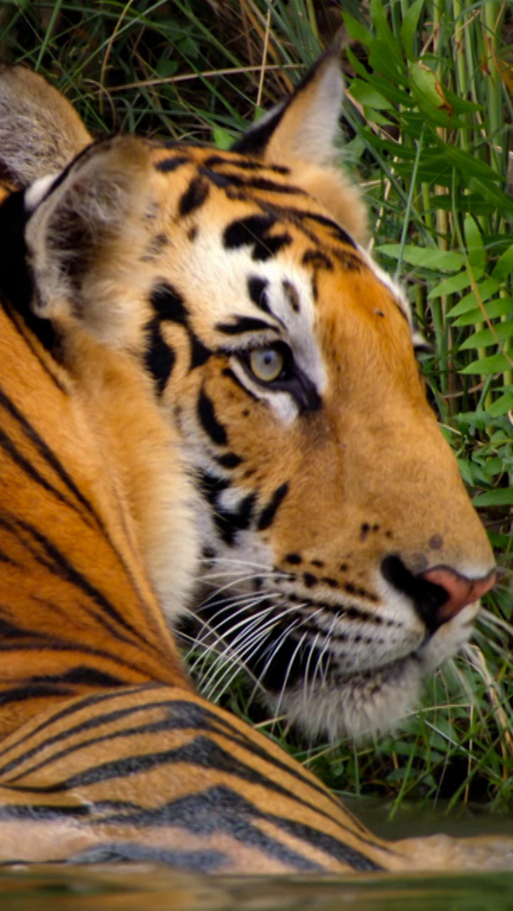 In Nepal’s dry season, a tiger mother must hunt in order to feed her cubs.