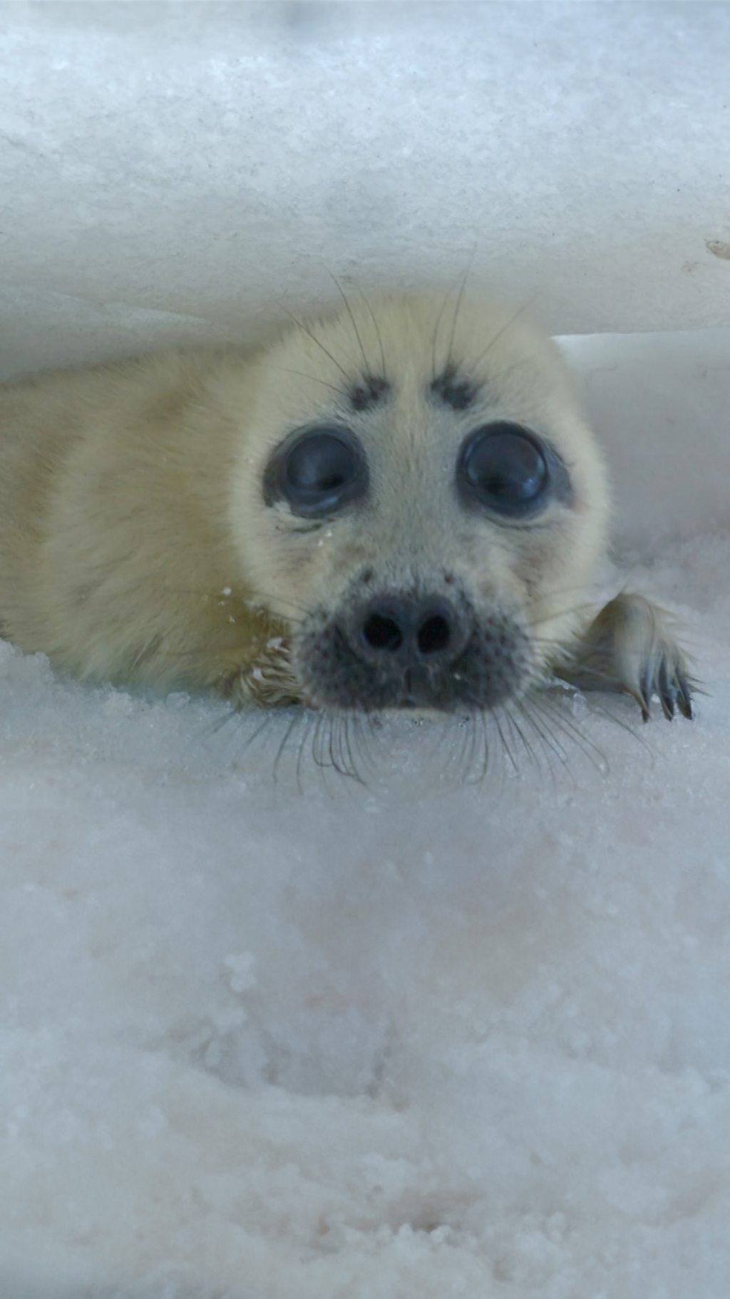 A mother Baikal seal helps her pup survive when its air supply gets low.