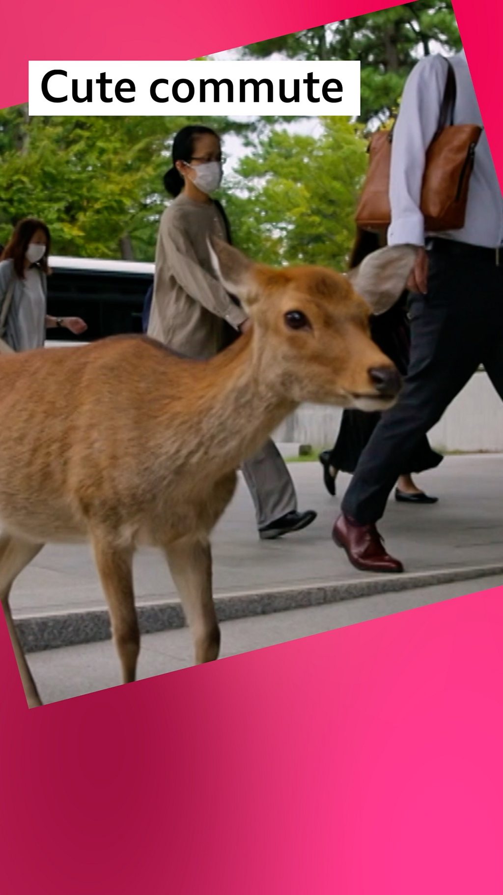 A sika deer walking on the pavement in Japan with commuters in the background.