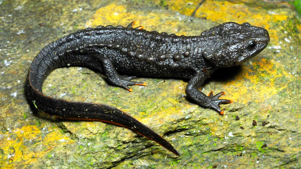 Cao Bang Crocodile Newt